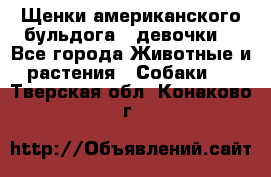 Щенки американского бульдога ( девочки) - Все города Животные и растения » Собаки   . Тверская обл.,Конаково г.